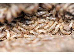 如何判断家里是否有白蚁入侵