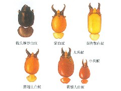 没有木质结构为什么也会有白蚁
