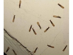 江门白蚁预防工程教你家里如何控制白蚁
