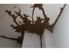 如何使用白蚁药灭白蚁