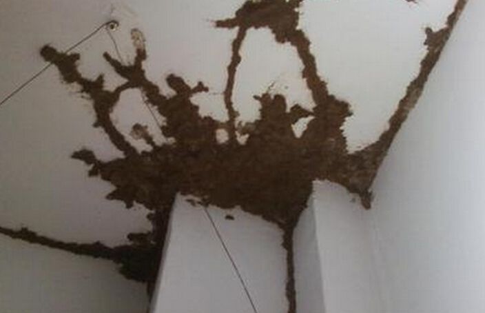 江门白蚁预防工程