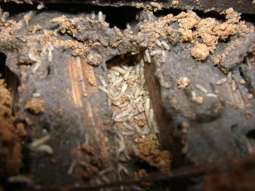江门白蚁预防工程