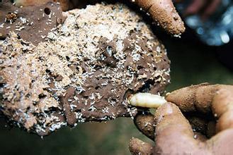江门白蚁预防工程